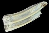 Pleistocene Aged Fossil Horse Tooth - Kansas #152260-1